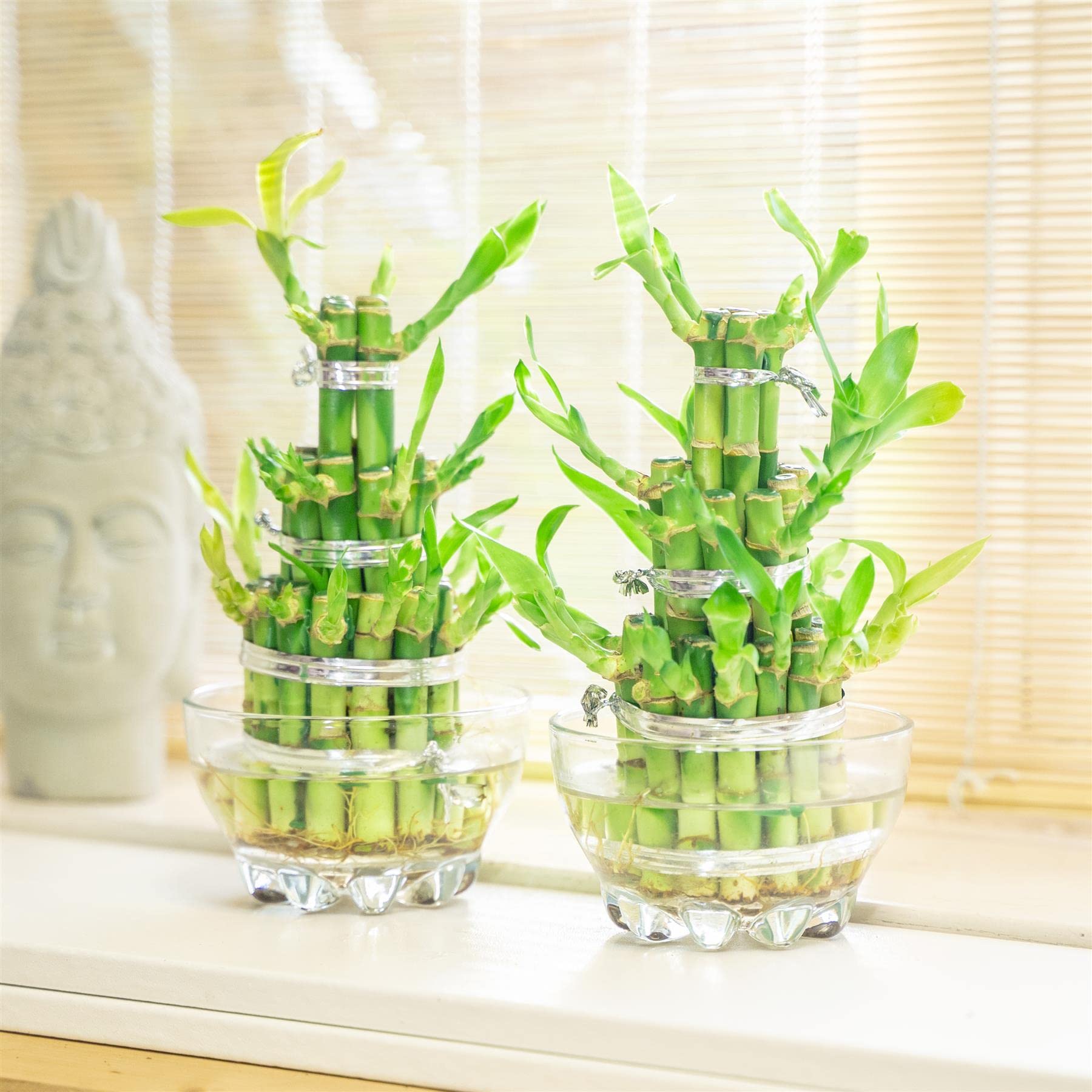 2 Piante di bambù portafortuna a 3 livelli per bonsai sempreverde da interno in vaso di vetro per Feng Shui