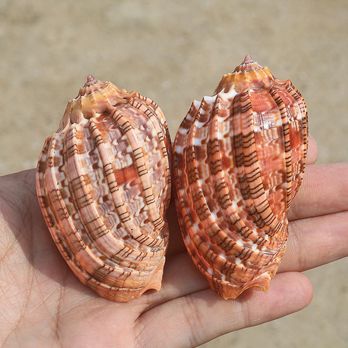 Amazon.co.jp: 1Pc 6.5-7 センチメートル大ナチュラルレア本物の貝殻