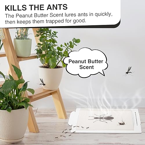 Miniatura 6 de Qualirey Trampas para insectos para interiores, con aroma a mantequilla de maní mejorada, 10 piezas más grandes para insectos, hormigas, arañas,