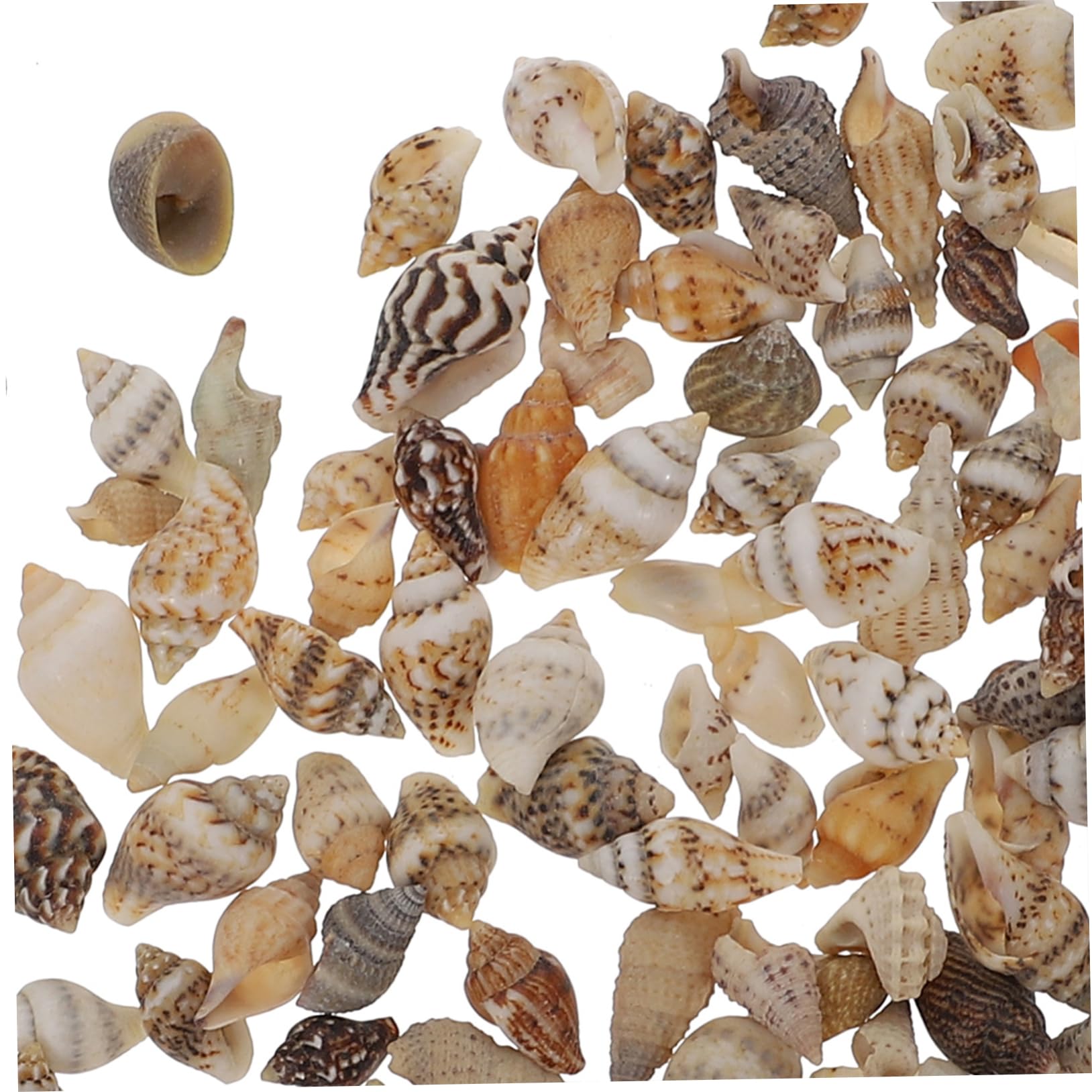 Riempitivo Conchiglia Naturale per Lavori Artigianali 2 Scatole | Decorazione di Riempimento Fai da Te, per Scatole e Cornici, Resistente alla Deformazione