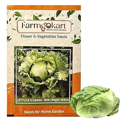 10 Gms of LETTUCE ICE BERG SEEDS |Approx 10000 seeds per packet| High Germination Quality Vegetable and Herbs Seeds Pouch | for Home Gardening, Farming and Planting