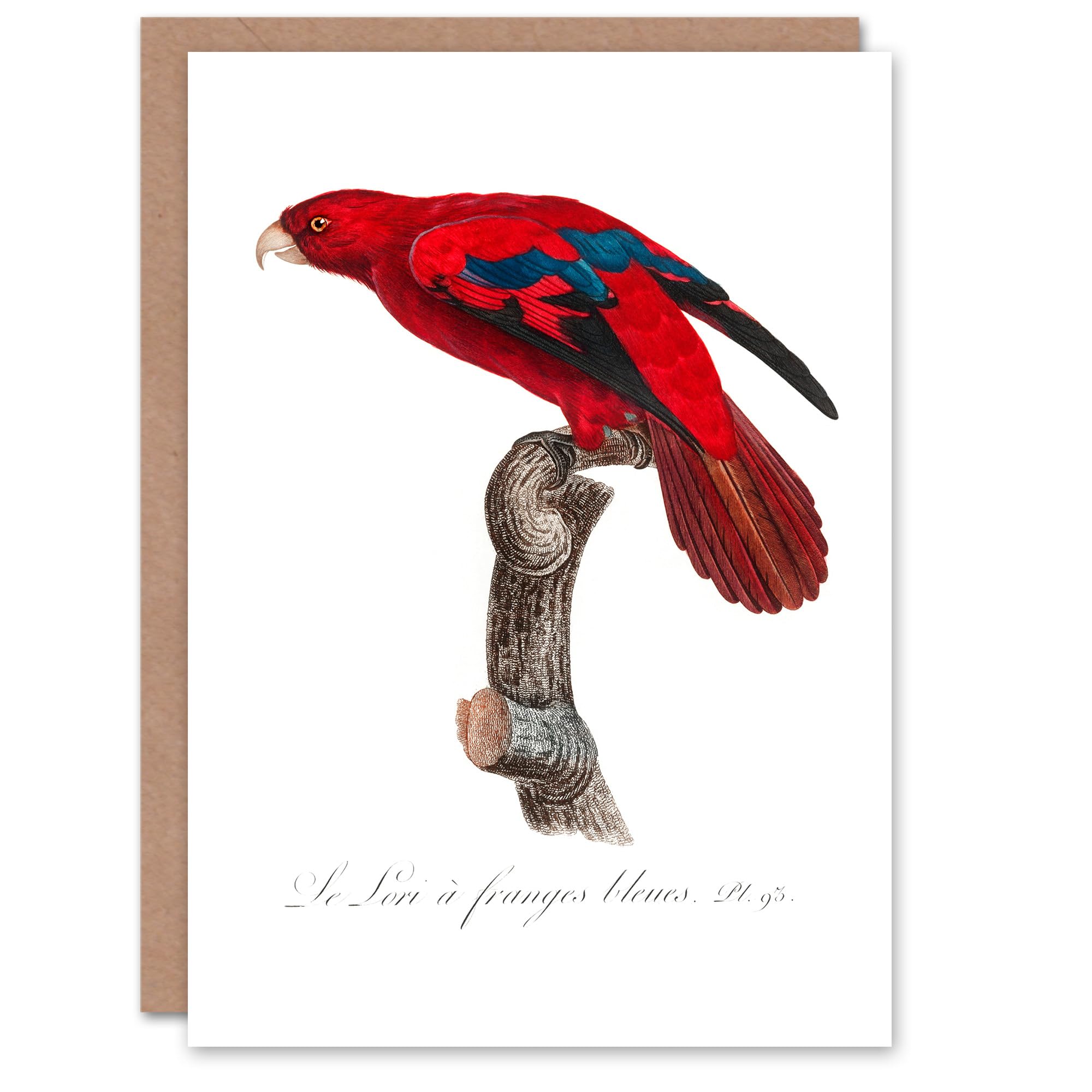 Artery8 - Greeting Card - Blue Fringed Red Lori Parrot in White