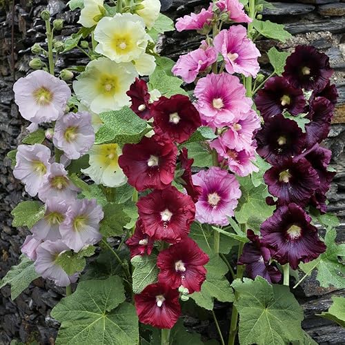Miniatura 2 de Semillas Hollyhock Spring Mix Flores perennes