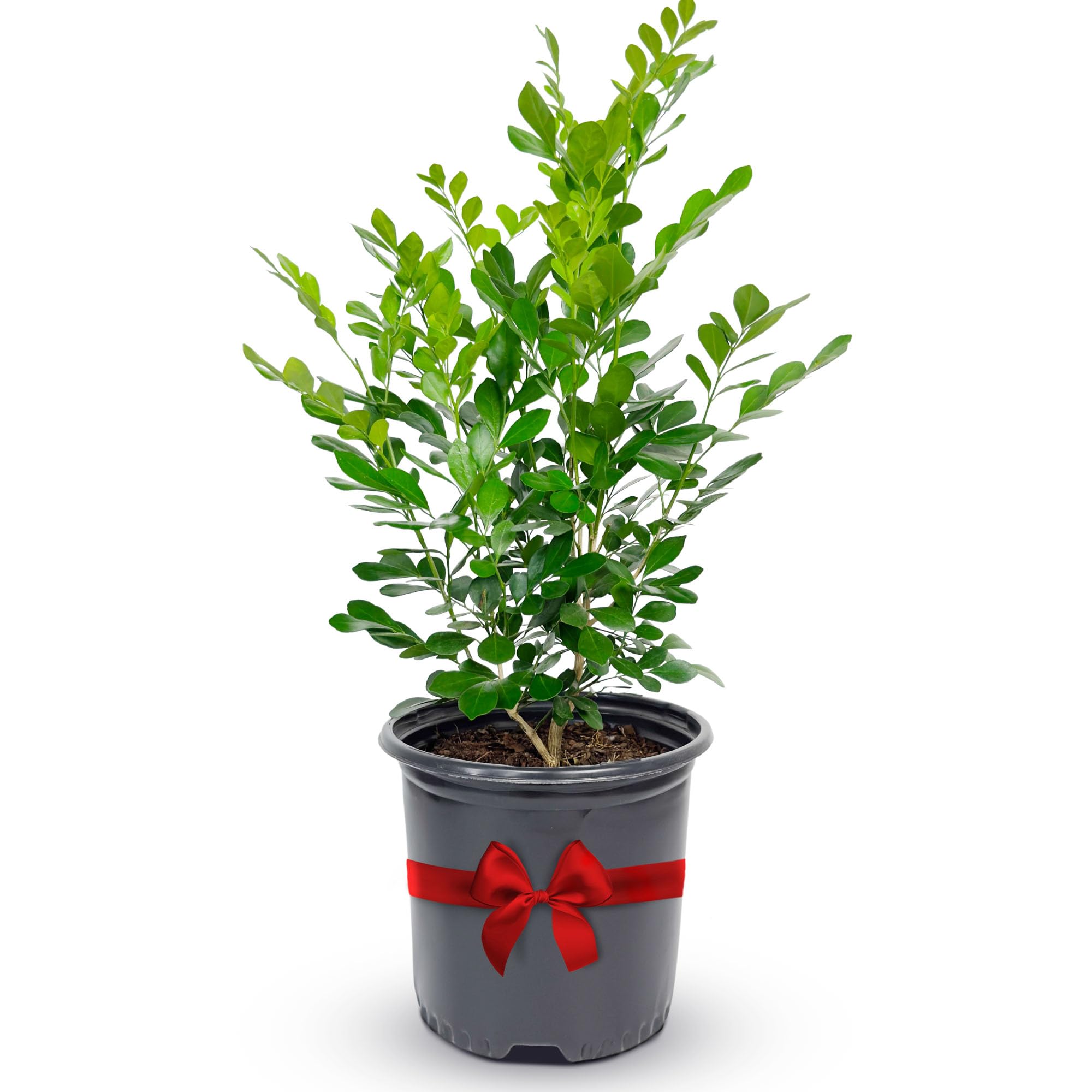 Amazon.com : Orange Jasmine Plant Live, Delightful Live Plants