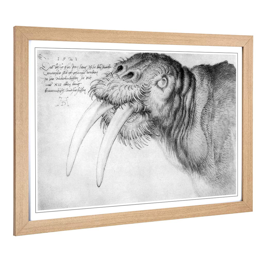Big Box Art Framed Print of Albrecht Durer Head of a Walrus Design | Wall Art Picture | Home Decor for Kitchen, Living Room, Bedroom, Hallway, Oak, A2 / 24.5x18 Inch / 62x45cm