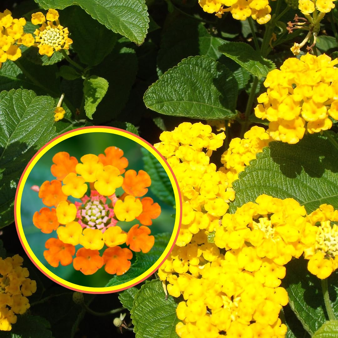 Vivaio Garden Forest Lantana Sellowiana Gialla, Vaso 14 cm | Pianta Tappezzante da Esterno, Fioritura Estiva Prolungata, Ideale per Giardino, Balcone o Mare