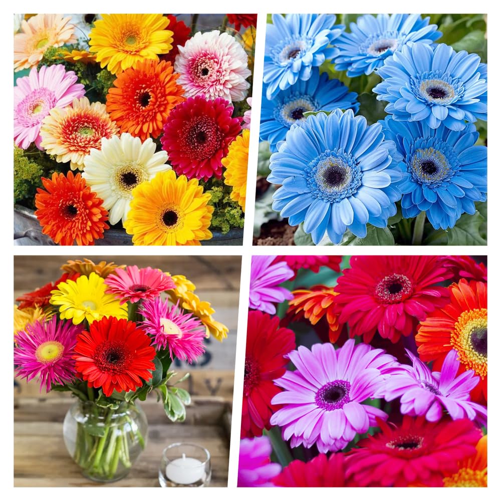 500+ Perennial Gerbera Daisy Flower Plants Seeds for Planting Outdoor-Attracts Bees&Butterflies Fragrant Butterfly