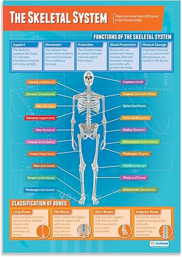 Daydream Education Póster de The Skeletal System - Laminado - FORMATO GRANDE 33 x 23.5 pulgadas - Aula de Educación Física - Decoración - Gráficos
