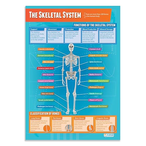 Daydream Education Póster de The Skeletal System - Laminado - FORMATO GRANDE 33 x 23.5 pulgadas - Aula de Educación Física - Decoración - Gráficos