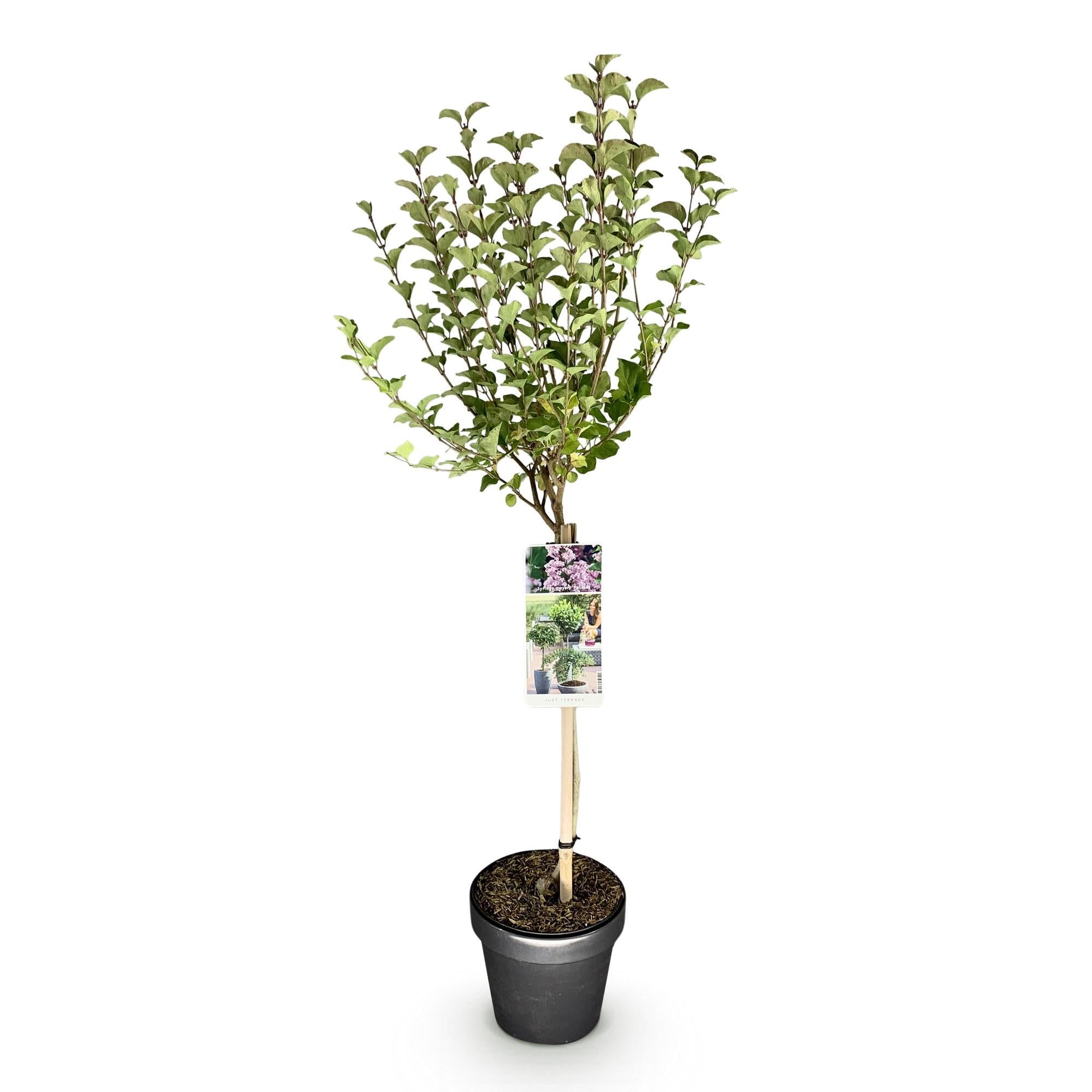 Syringa meyeri Palibin plante de terrasse idéale pour un décor fleuri violet