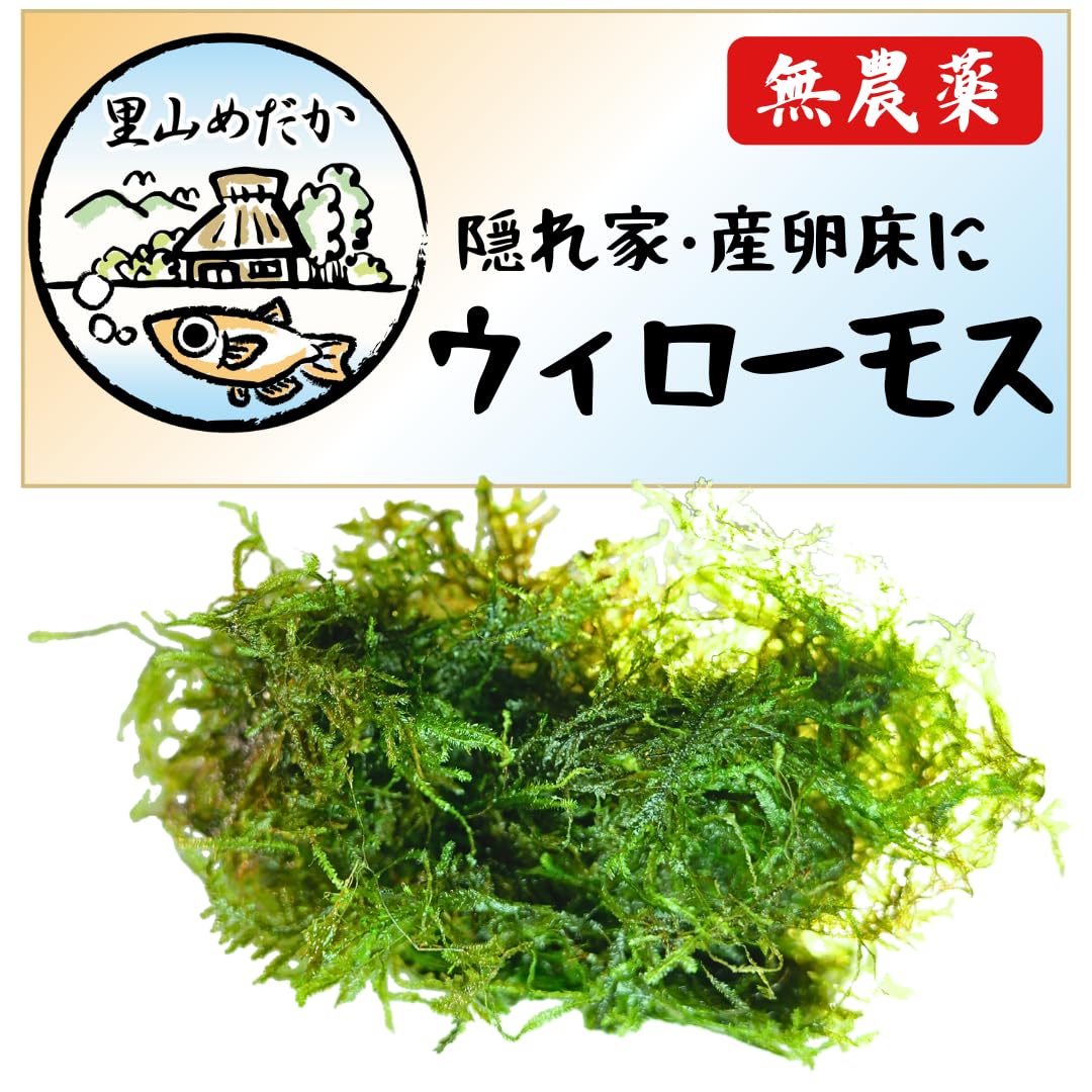 Amazon.co.jp: 里山めだか 国産 無農薬 ウィローモス 10g 水草 水中葉