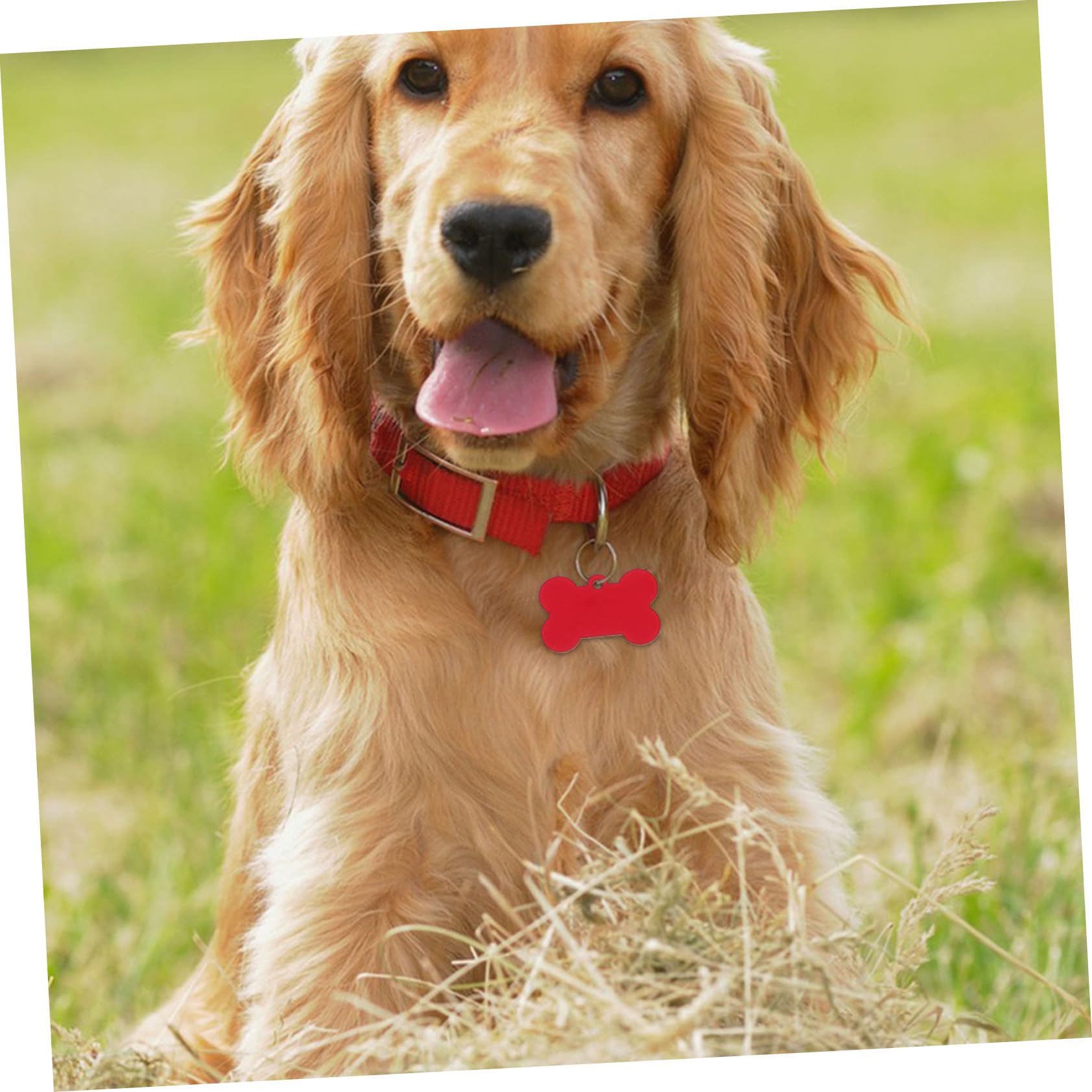 Angoily 50pezzi Targhette per Cani in Lega di Alluminio Forma di Osso Pendants per Animali Domestici Targhette Identificative Vuote per Incisione Adatte per Cani Gatti e Colore Casuale