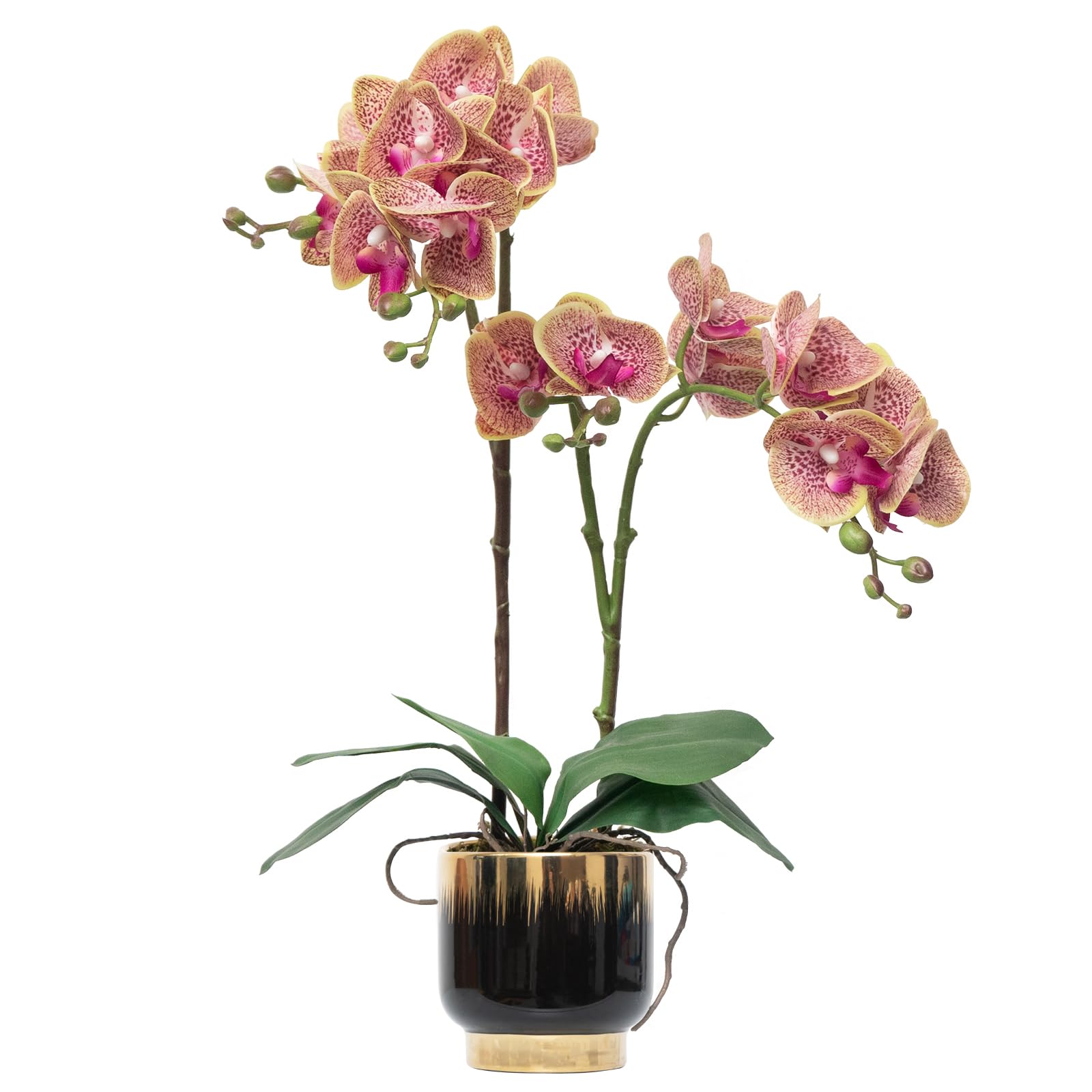 CXGS Purple Dapple Orchid