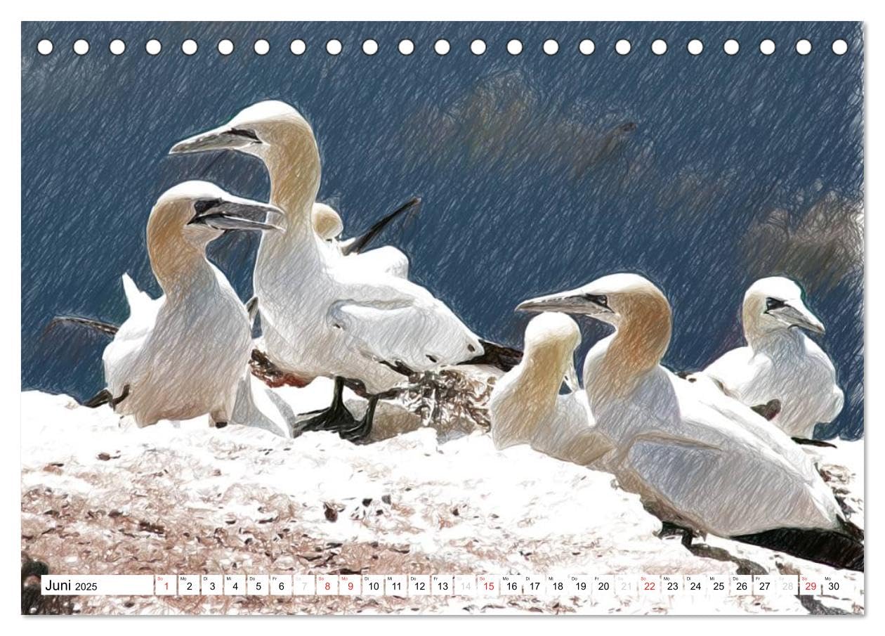 Schottlands Vogelwelt - Ein Porträt in Zeichnungen (Tischkalender 2025 DIN A5 quer), CALVENDO Monatskalender: Dieser Kalender ist ein Streifzug durch ... in farbigen Zeichnungen (CALVENDO Natur)