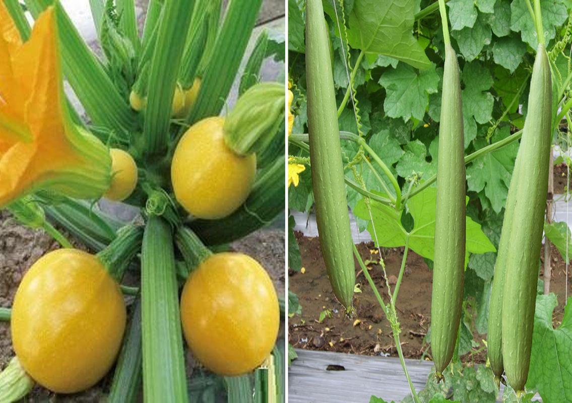 Zucchini Round Yellow and Sponge Gourd White Long Seeds (Pack of 10 Seeds Zucchini Round Yellow + 20 Sponge Gourd White Long) 30++ Seeds-image-1