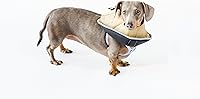 Vista 5 de All Four Paws Comfy Cone Pet Cone for Dogs, Cats, Small-Long, Tan - Comfortable Soft Dog Cone Collar Alternative for After Surgery, Wound Care