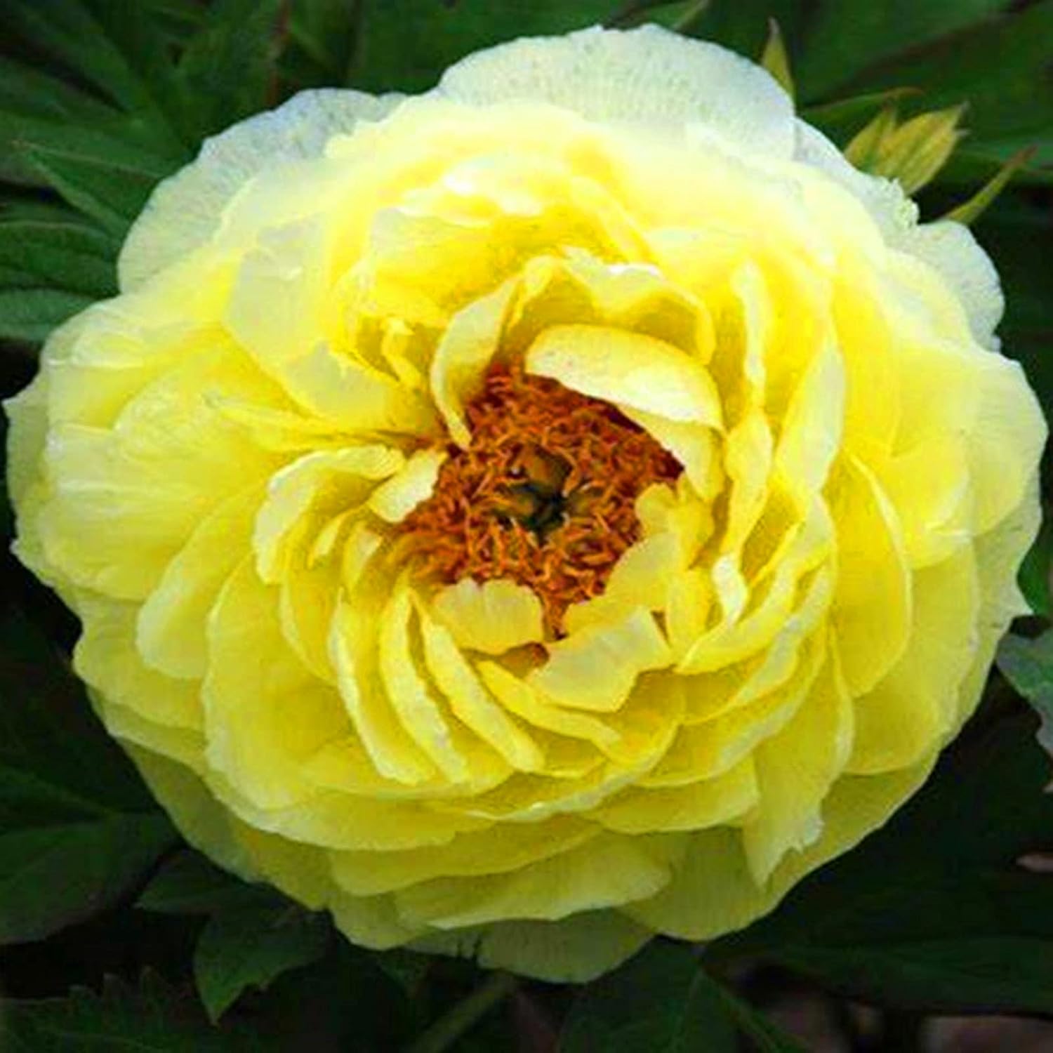 Peony Tubers Bulbs Bulk Flower Plant Planted Lovely