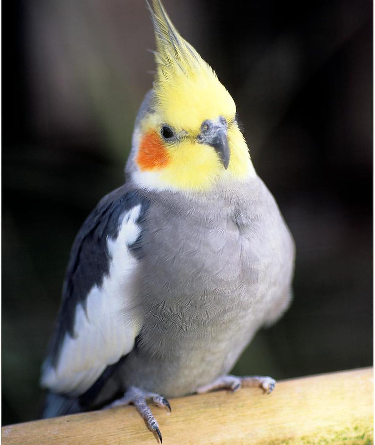 CafePress Cockatiel Throw Blanket Super Soft Fleece Plush Throw Blanket, 60"x50"