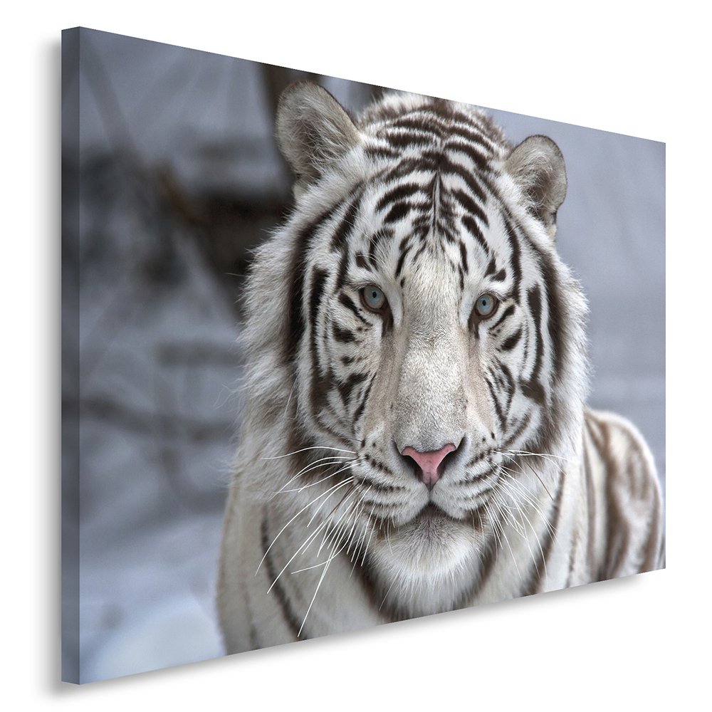 Feeby Cuadro En Lienzo Tigre 100x70 cm 1 Pieza Modernos Impresión Artística Calidad Fotografica Imagen Decoración de Pared Salon Dormitorio Cocina Oficina Pasillo Blanco Negro