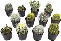 Vista 10 de Altman Plants - Colección de cactus surtidos para jardines, contenedores o regalos