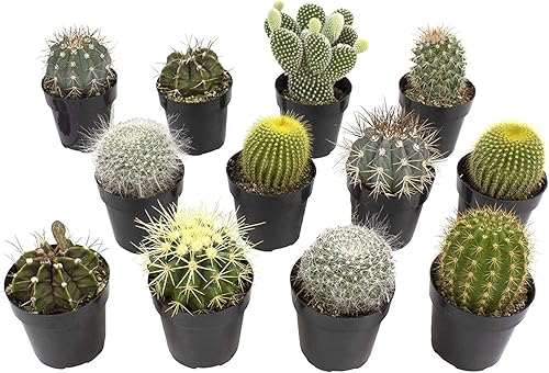 Altman Plants - Colección de cactus surtidos para jardines, contenedores o regalos