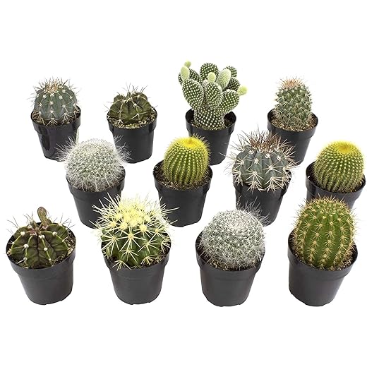 Assorted Cactus Collection 2.5" 12 pack