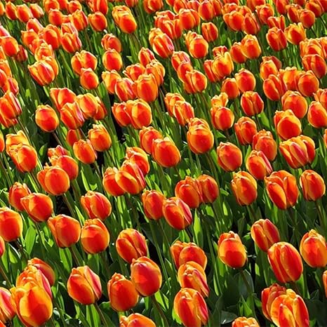 Amazon 庭用のチューリップ球根 チューリップ造花球根 チューリップ チュウリップ球根 チューリップ球根通販 多年生の球根植物 花