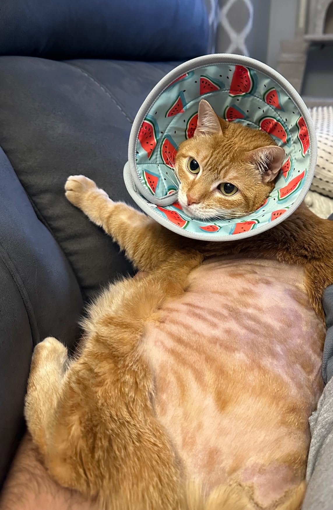 GoGoPaw Cat Cone, Adjustable Cat Cone Collar Soft to Stop Licking, Foldable Cute