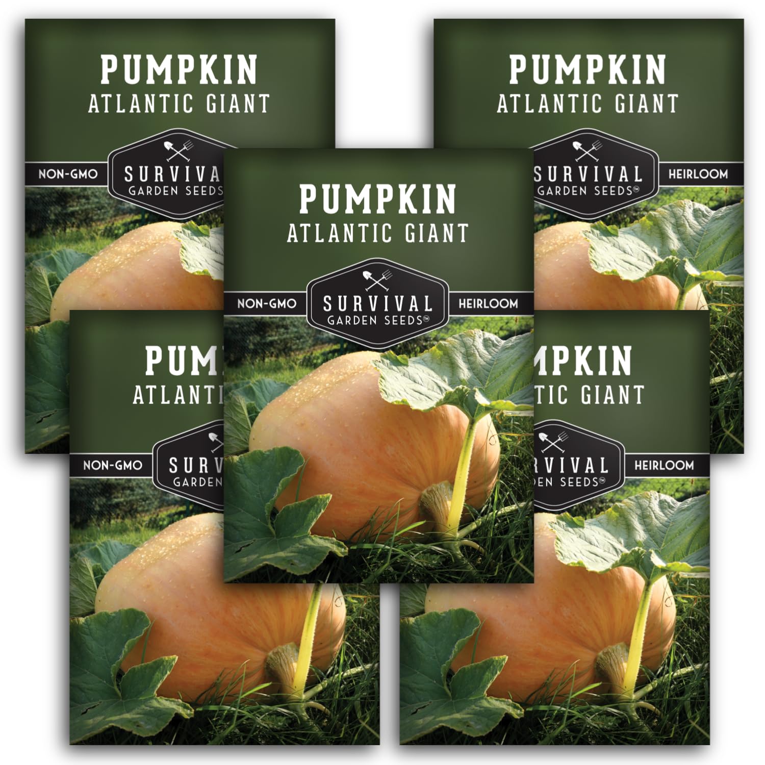 Atlantic Giant Pumpkin Seeds (Survival Garden Seeds)