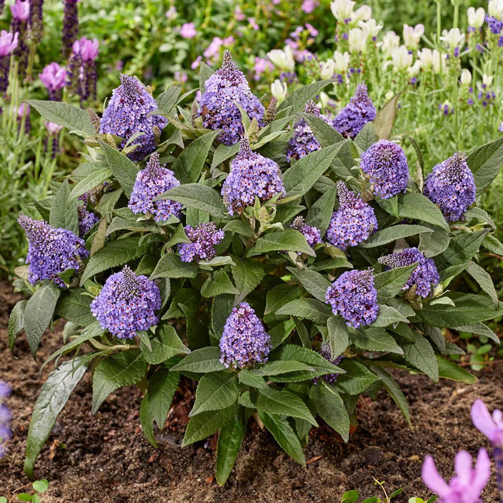 Yougarden Lilac Buddleia 'Little Rockstars Blue', 1 X 9Cm Pot, Compact Butterfly Bush, Ready To Plant Patio Shrub