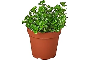 Nettle: The Plant of Many Hidden Benefits