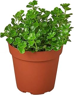 Nettle 'Baby's Tear' Live Plant for Indoor | Different Houseplants in 4'' & 6'' Pot | Real House Plant for Living Room, Office, Desk & Bathroom | Baby tear's