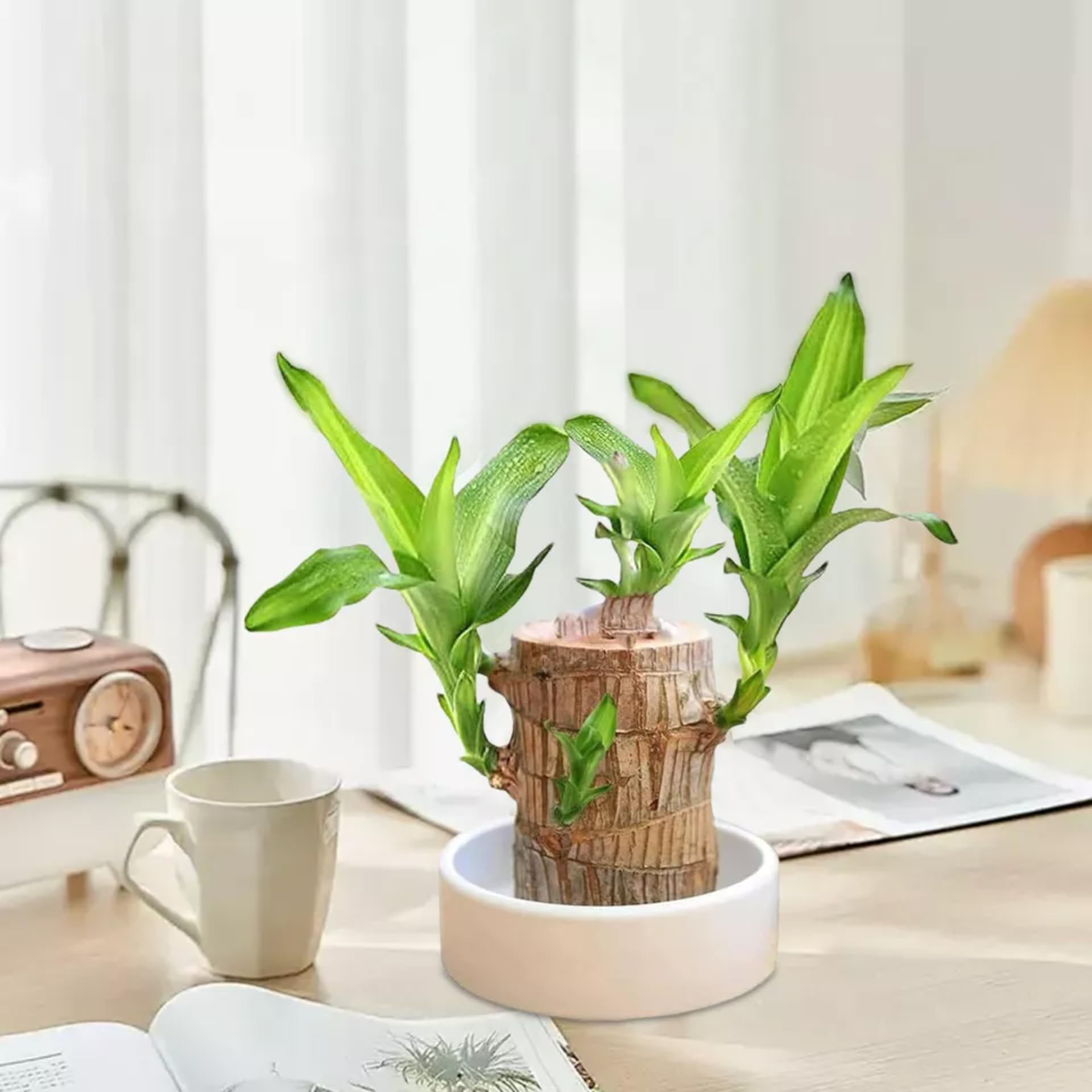FlowerAura Air Purifying Healthy Live Indoor Lucky Brazilian Wood Plant For Living Room, Balcony, Bedroom, Home/Office Decor, Birthday Gift, Anniversary Gift, Diwali Gift (B0DHPC4JZ3) Amazon Price History, Amazon Price Tracker