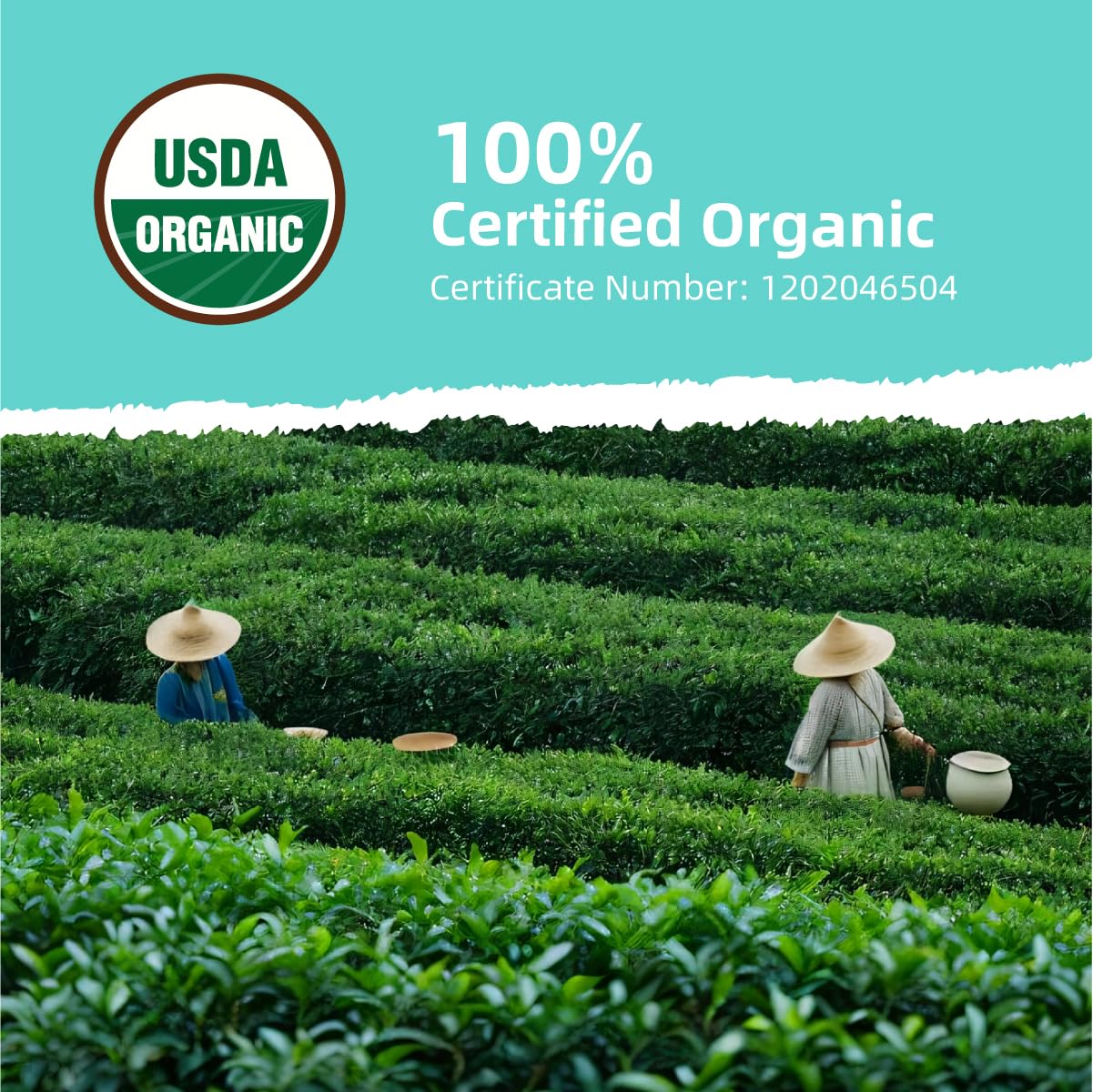 Essencesip Ripe Puerh Tea Loose Leaf, 4oz Tin – Aged Fermented Organic pu-erh Tea with Earthy Richness, Smooth Mellow Finish, Crafted for Hot Brewing - Image 2