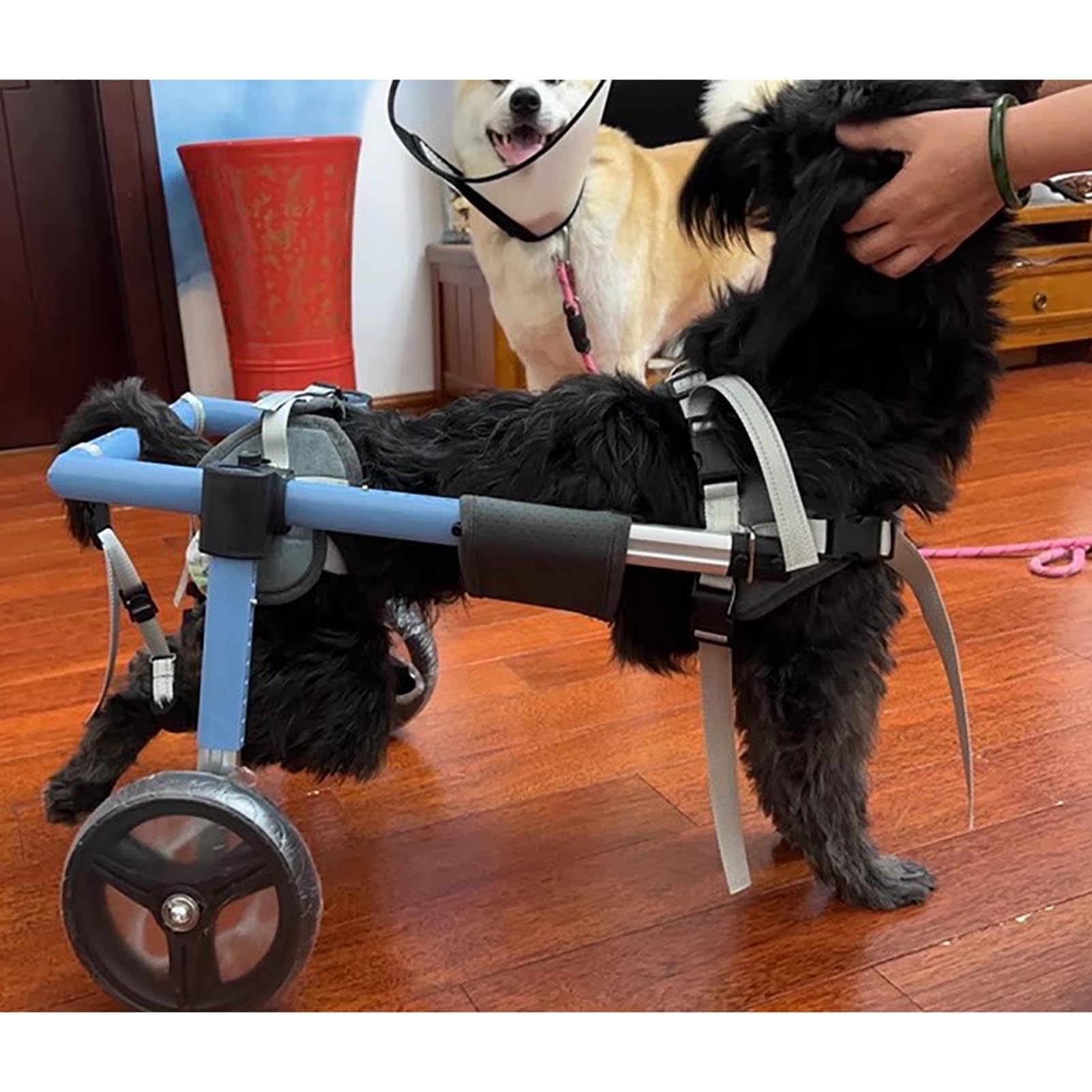 Fauteuil roulant pour pattes arrières de chien pour retrouver les balades