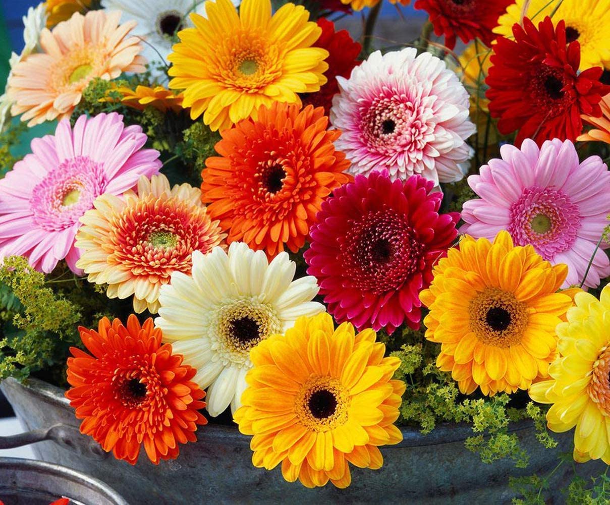 Gerbera Flower Seeds for Home Gardening Set of 10 Seeds By Zabbus (B0BQ1VB6CD) Amazon Price History, Amazon Price Tracker
