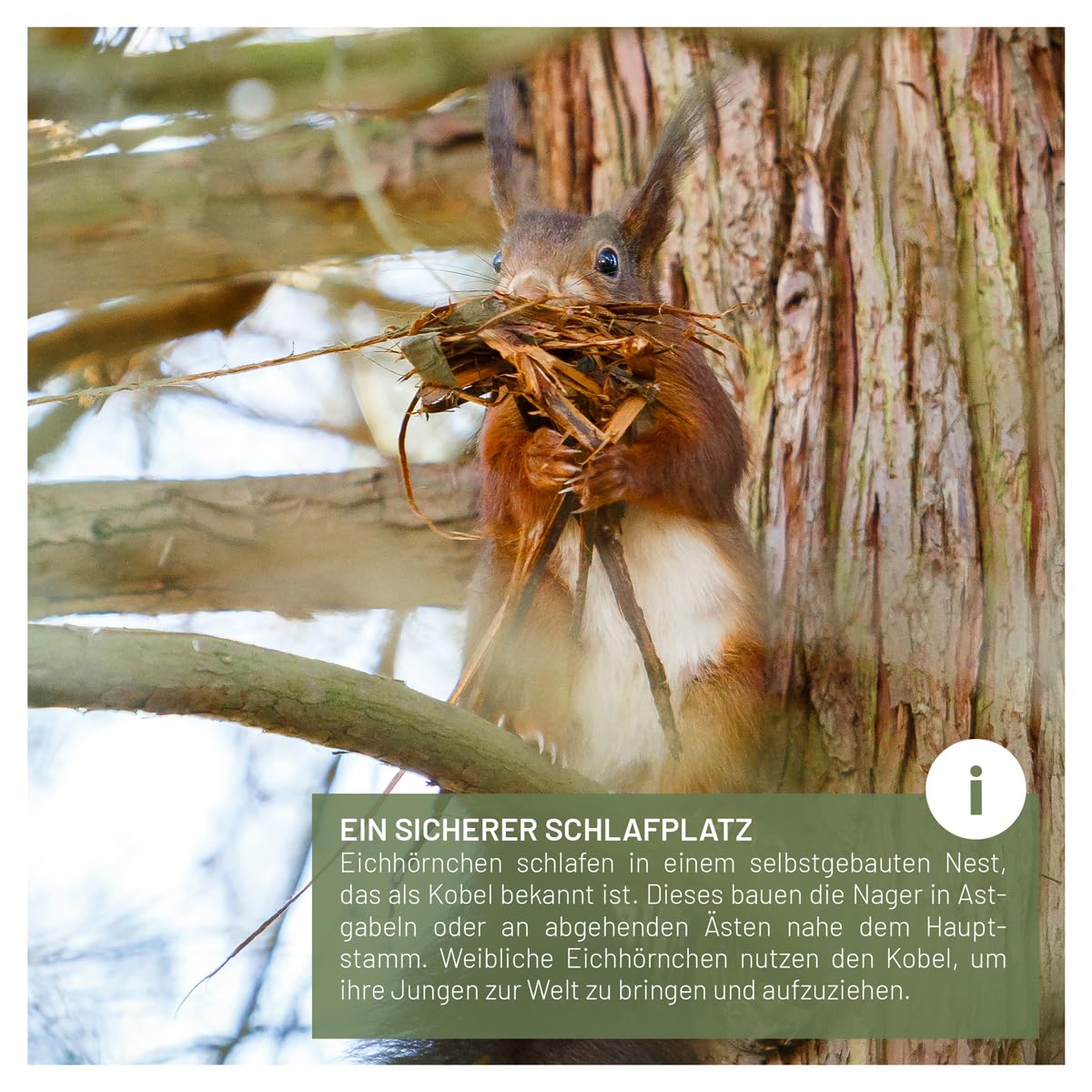 wildtier liebe Eichhörnchen Kobel - Nest für Eichhörnchen aus verschraubtem Massiv-Holz, Eichhörnchenhaus und Nistkasten zum Hängen für den Garten
