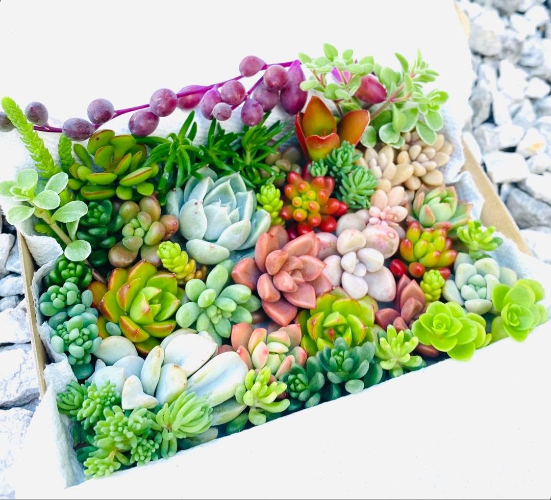 Amazon｜多肉植物 カット苗 ミックス 箱いっぱい お楽しみセット｜観葉