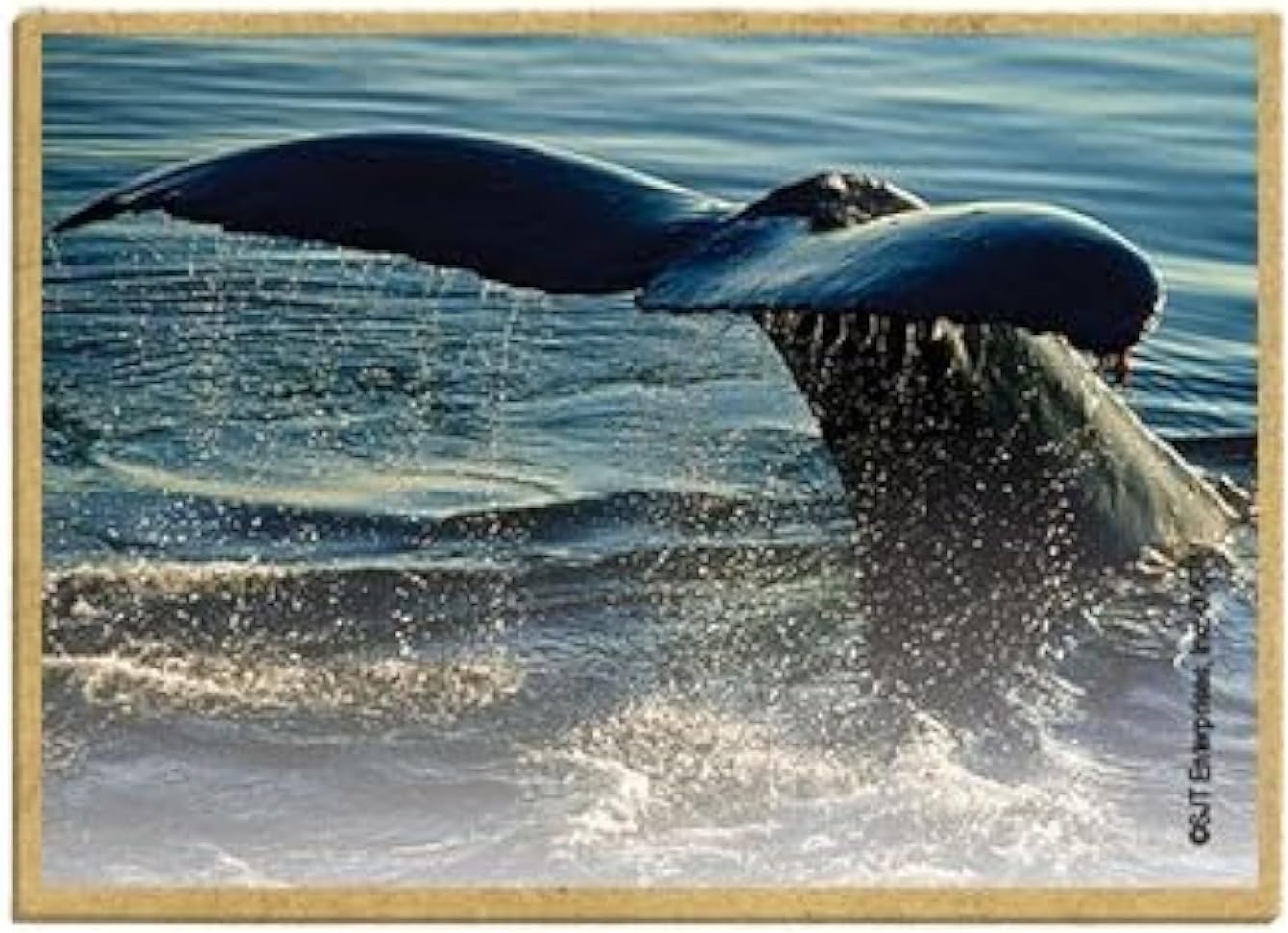 Wildlife Photography Magnet Series – Whale Tail Closeup Rustic Nature Photography Magnets for Fridge, Office, Cooler, Cabin Decor 2.5 x 3.5 inch (SJT09571)