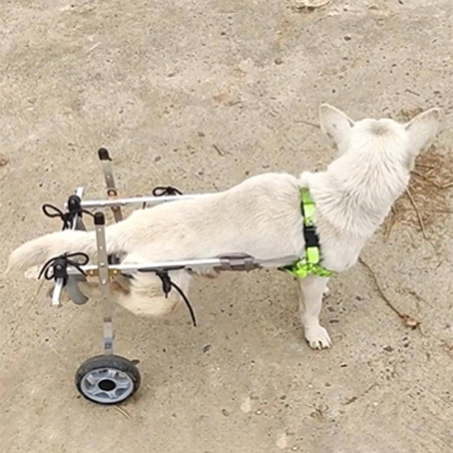 Dog Wheelchair Small Dog/Cat/Pet Wheelchair Cart, 2 Wheel Disabled Puppy Mobility Aid, Doggy Trolley for Injured/Weak Hind Limb, with Hip/Belly Support(Size XS)