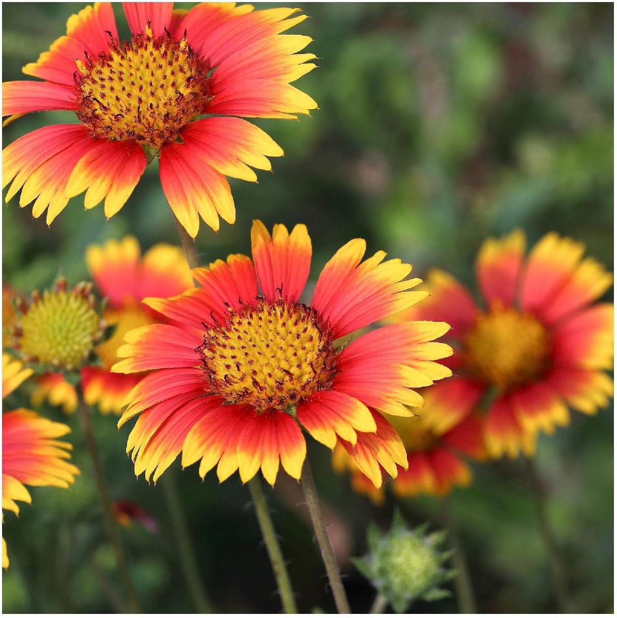 Everwilde Farms - 1 Lb Indian Blanket Native Wildflower Seeds - Gold Vault