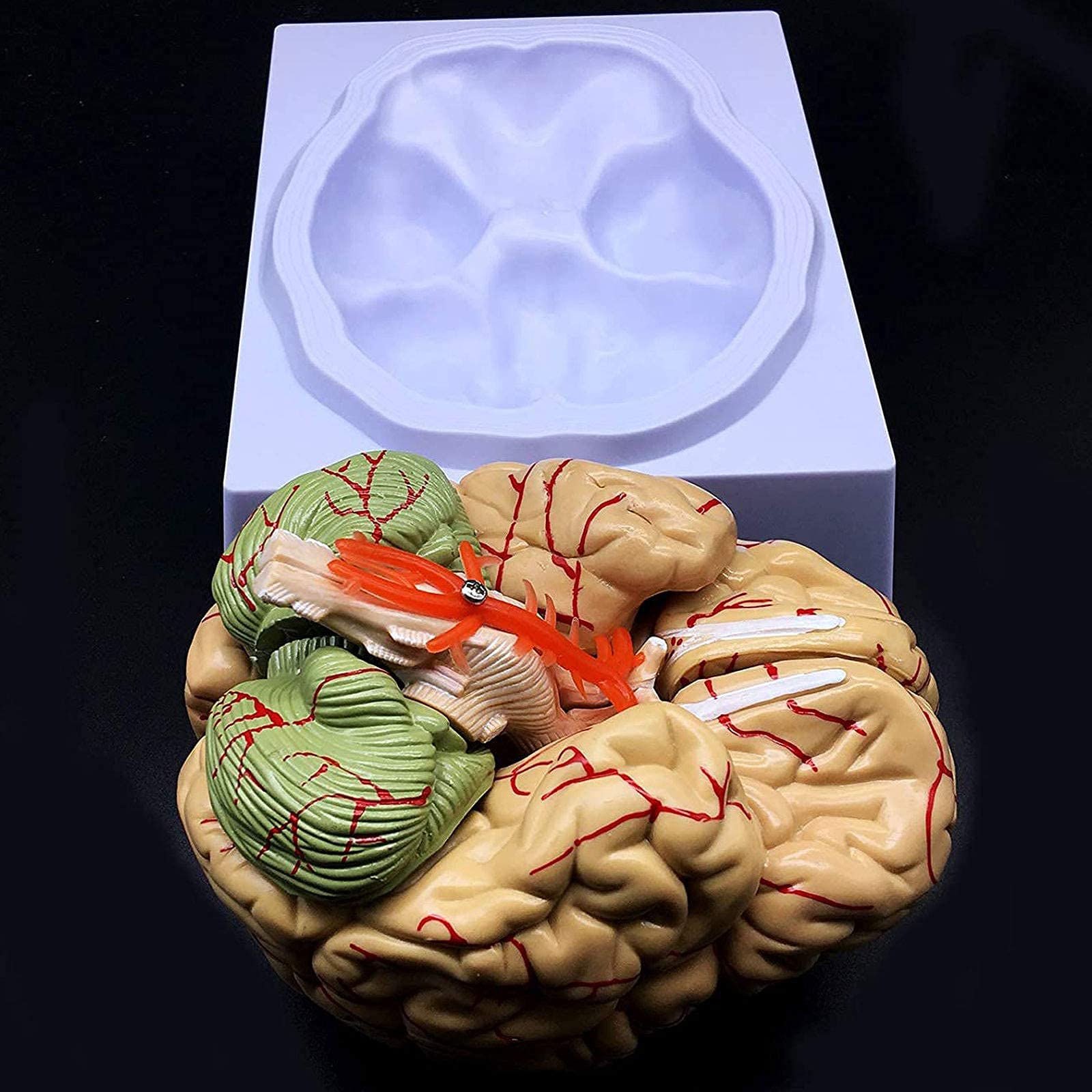 人体解剖学 脳神経解剖学 Amazon.co.jp: モデル人体解剖学脳の実際のサイズ、カラフルな脳