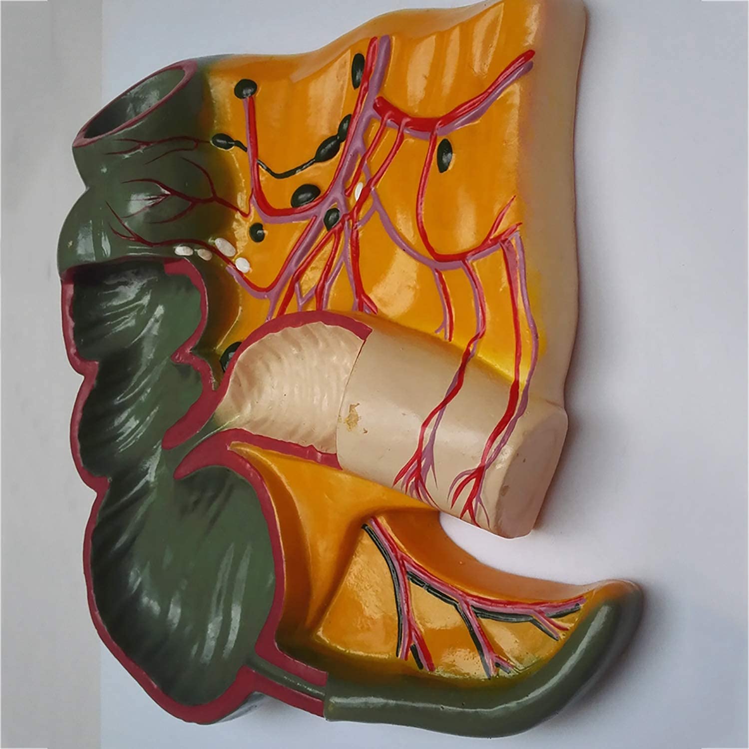 Modèle Anatomique De L'appendice Et du Caecum, De L'appendice du Profil Rectal Et du Modèle D'anatomie des Organes Humains du Cecum pour L'étude du Dessin d'artiste Formation