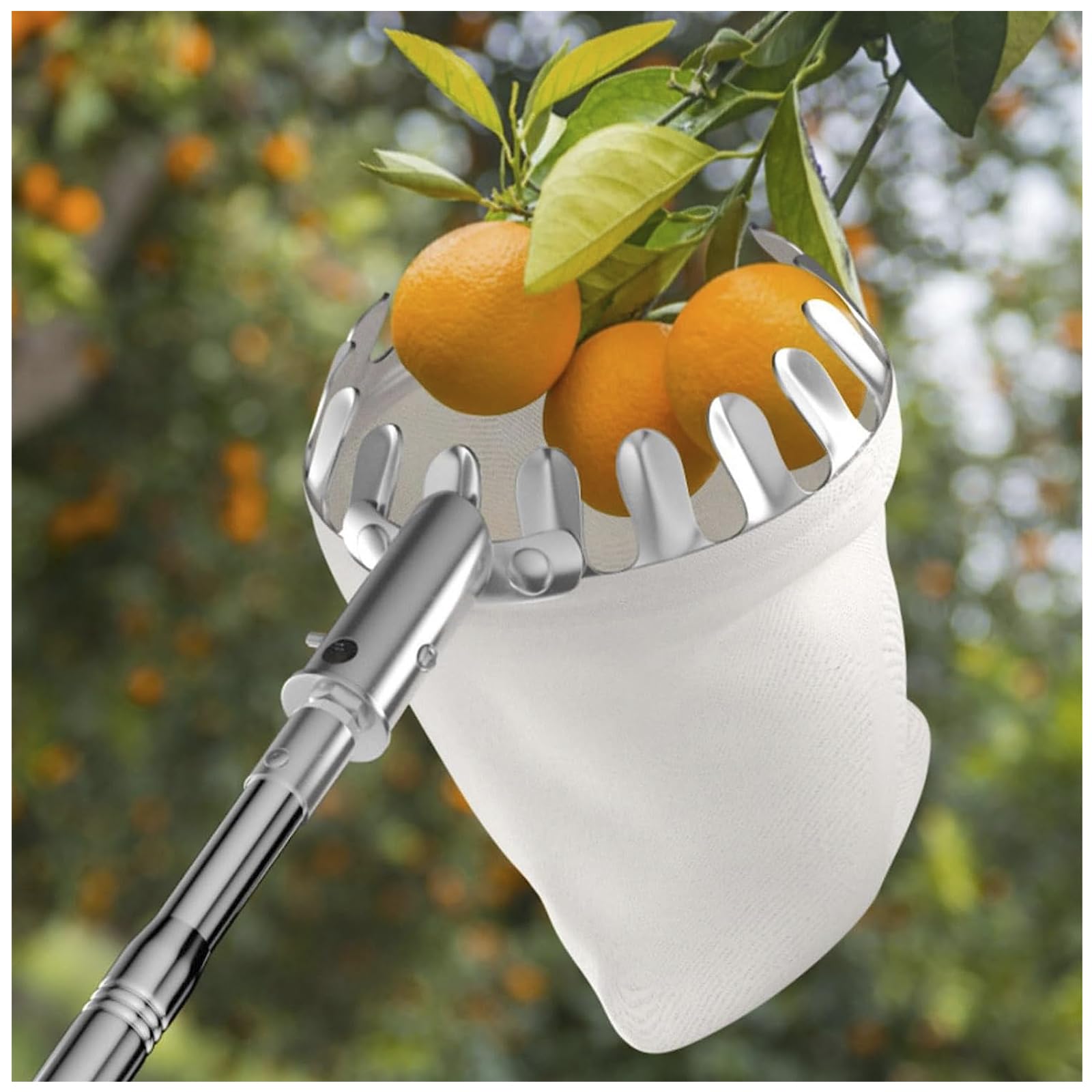 Raccoglitore telescopico per frutta, 6 m, asta di prolunga in acciaio inox, leggera per mele, pere, ciliegie, mango, guava, arancia, avocado e altro