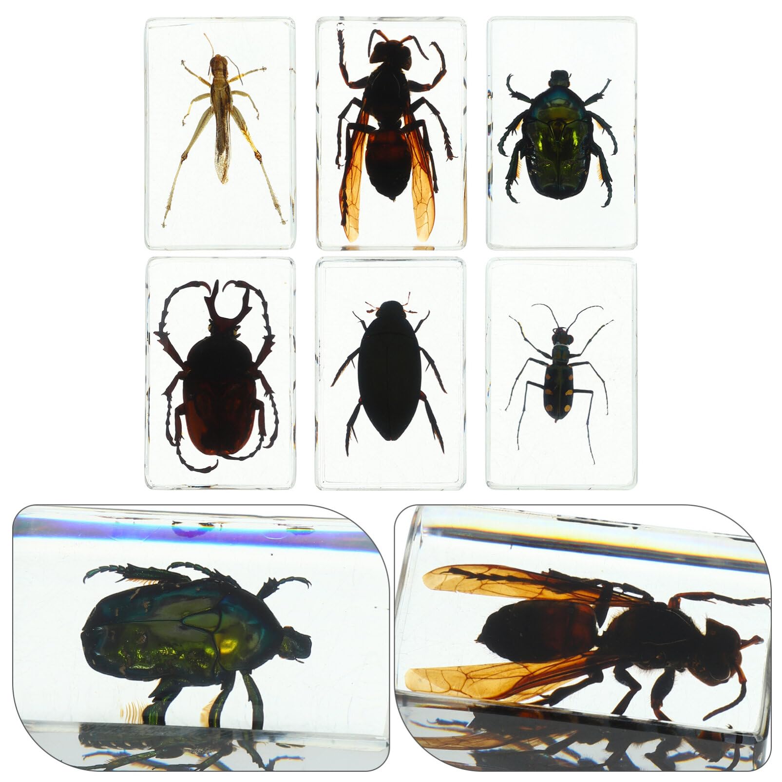 OUNONA 6 Uds. De Insectos Resina Espécimen De Insectos Pisapapeles Suministros De Colección De Insectos Para Niños Exhibición De Curiosidades Científicas De Educación Científica