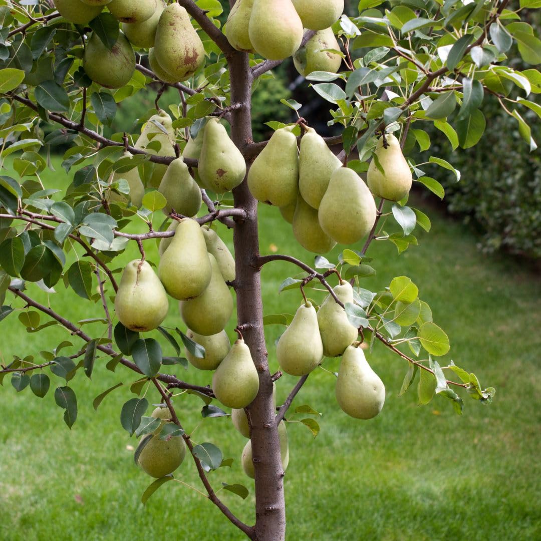 Pommier 'Limoncella' - Plante Fruitière En Pot De 20 Cm, âgée De 2 Ans, Hauteur Max 170 Cm - Variété Ancienne à Fruits Jaunes