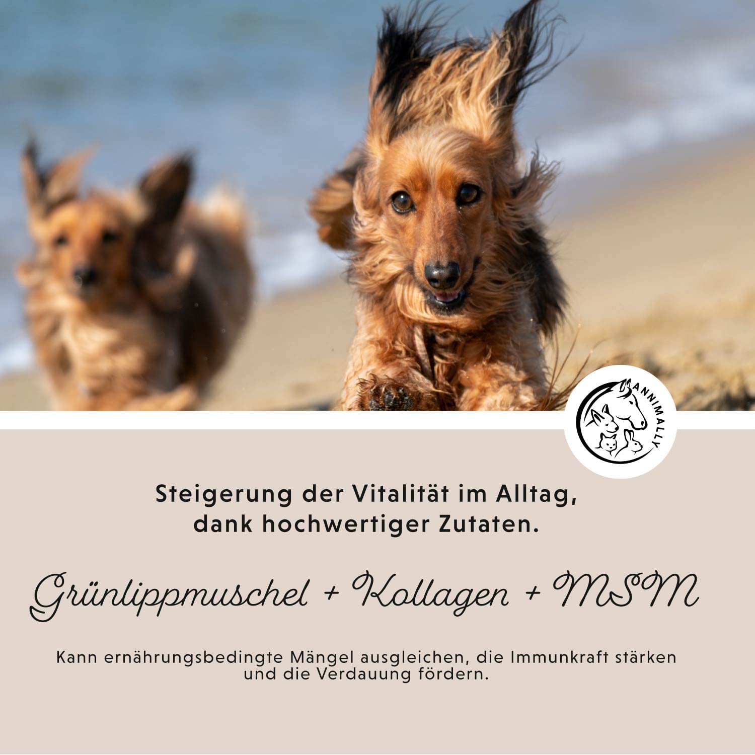 Annimally Gelenke Pulver für Hunde 300g mit MSM, Grünlippmuschel und Kollagen - Gelenkpulver mit Collagen für den Hund Alternative zu Tabletten