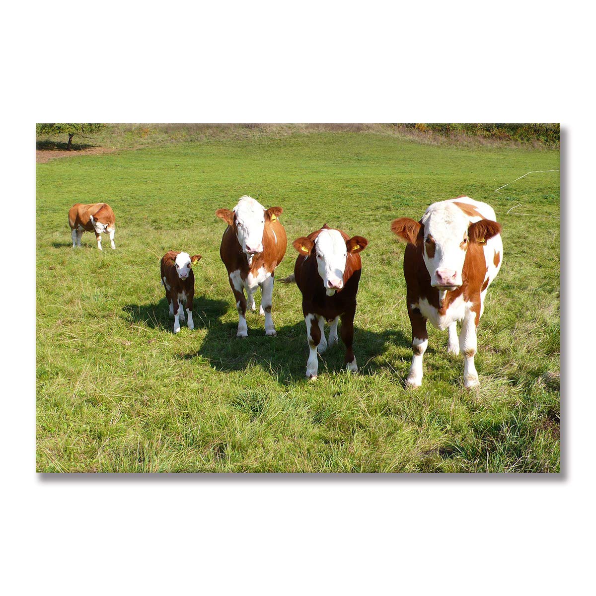 Affiche de la vache Highland 30x45 cm avec cadre noir pour decoration murale de salon