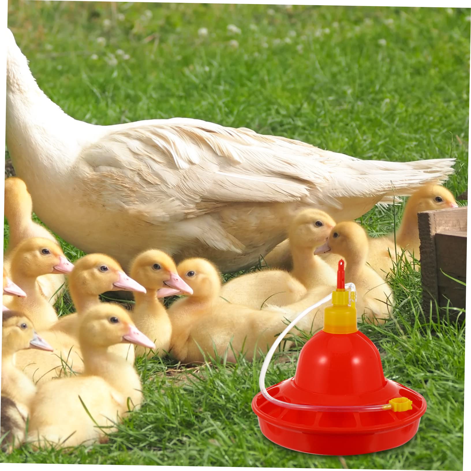 HANABASS Abbeveratoio Automatico per Pollame e Galline in Plastica Rossa, Erogazione Costante Dell'acqua, Resistente al Calore, per Uso Esterno e Domestico