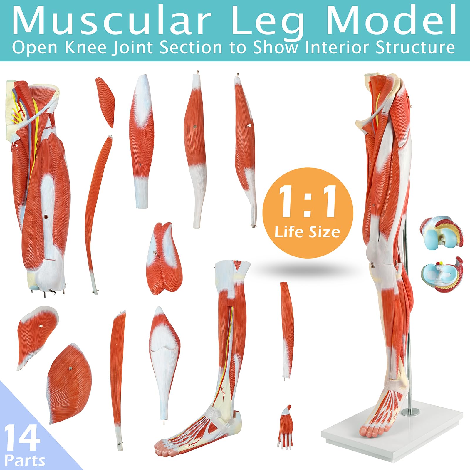EVOTECH SCIENTIFIC Human Leg Muscles Anatomy Model, Life Size 14 Parts Removable Human Leg Anatomy Model Showing Muscles Major Blood Vessels & Nerves for Medical Student Lab Classroom Tool - Image 4